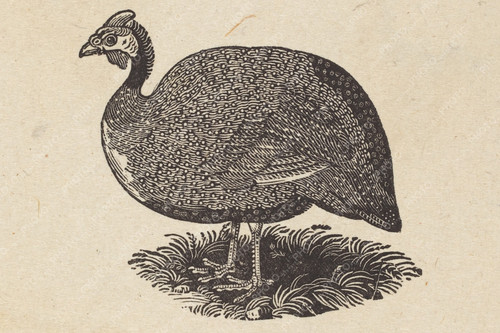 Guinea hen thomas bewick - guinea,