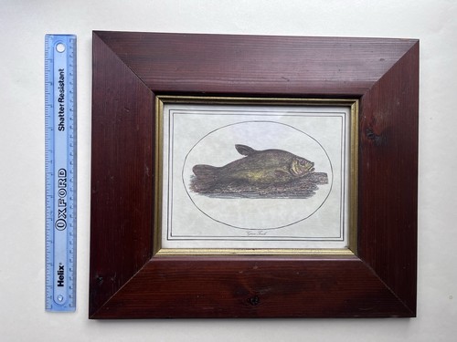 Thomas bewick framed art green - framed,